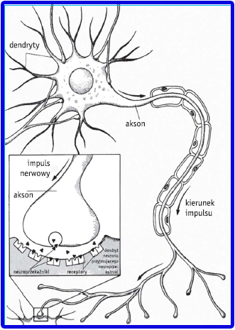 uszkodzony neuron przez SM